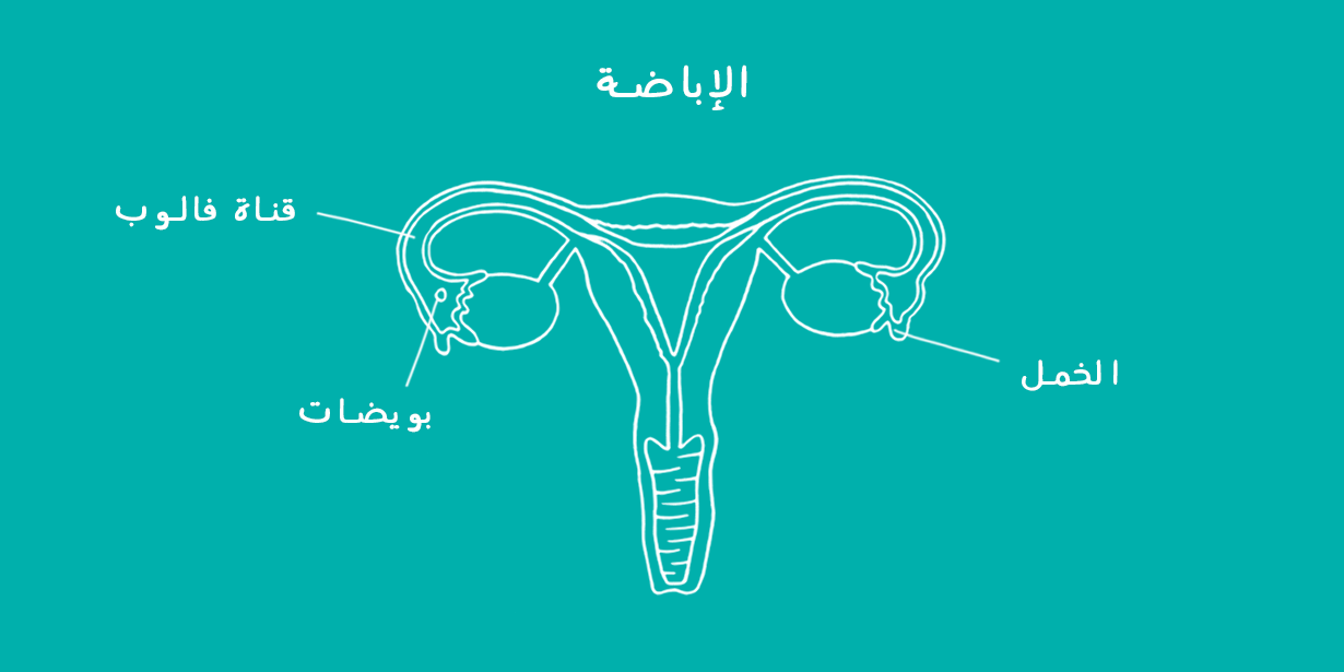 رسم تخطيطي للمبايض